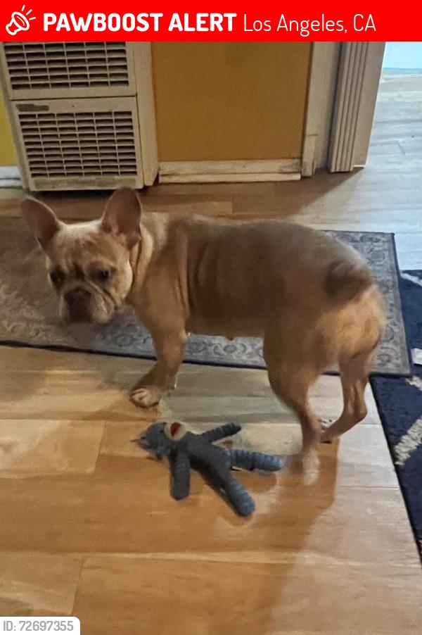 Lost Female Dog last seen W. 88th Place  & Broadway, Los Angeles, CA 90003