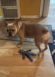 Lost Female Dog last seen W. 88th Place  & Broadway, Los Angeles, CA 90003