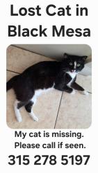 Lost Male Cat last seen Chickasaw between Lee Vista Blvd & Curry Ford Rd), Orlando, FL 32829
