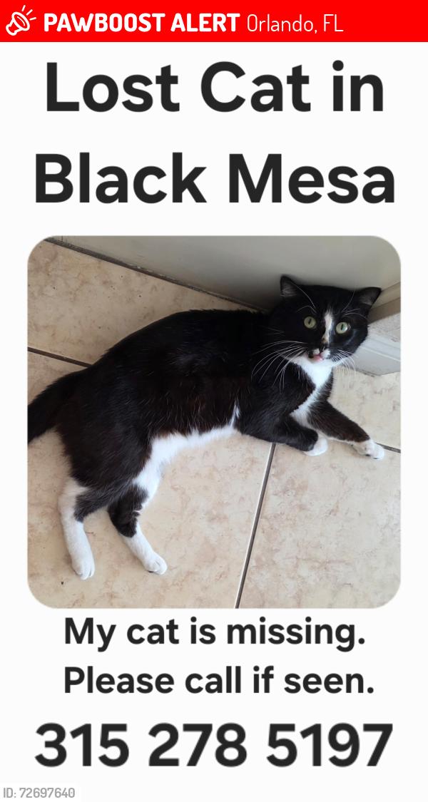 Lost Male Cat last seen Chickasaw between Lee Vista Blvd & Curry Ford Rd), Orlando, FL 32829