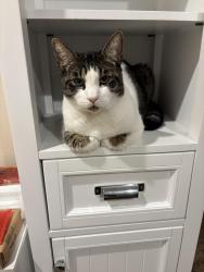 Lost Male Cat last seen Rancho Valle Court and Chase, El Cajon, CA 92020