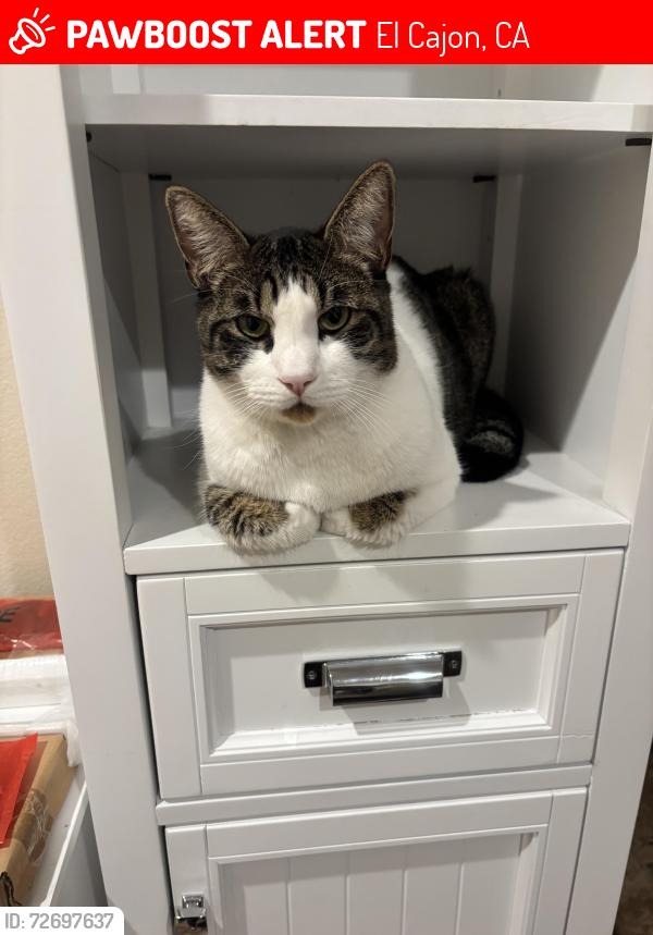 Lost Male Cat last seen Rancho Valle Court and Chase, El Cajon, CA 92020