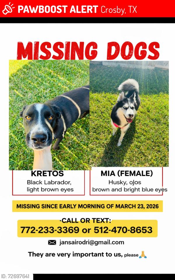 Lost Female Dog last seen El bosque cerca de Kennings RD , Crosby, TX 77532
