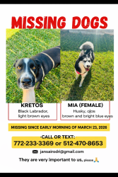 Lost Female Dog last seen El bosque cerca de Kennings RD , Crosby, TX 77532