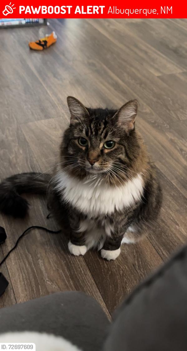 Lost Female Cat last seen San Mateo and candelaria , Albuquerque, NM 87110
