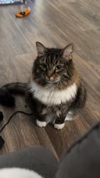 Lost Female Cat last seen San Mateo and candelaria , Albuquerque, NM 87110