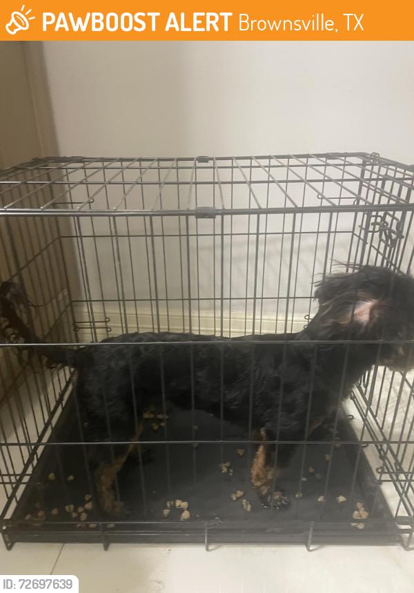 Found/Stray Unknown Dog last seen Creekwood subdivision , Brownsville, TX 78526