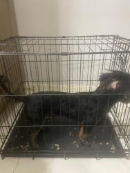 Found/Stray Unknown Dog last seen Creekwood subdivision , Brownsville, TX 78526