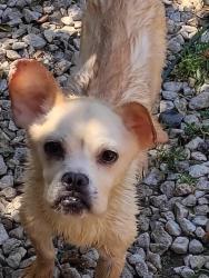 Found/Stray Male Dog last seen Superior market on white lane, Bakersfield, CA 93304