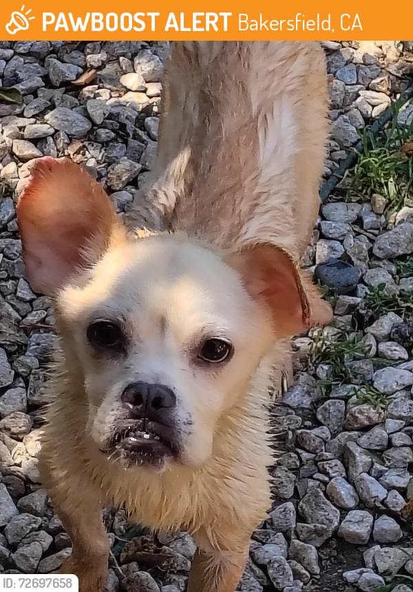 Found/Stray Male Dog last seen Superior market on white lane, Bakersfield, CA 93304
