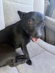 Found/Stray Female Dog last seen Jacklin ave, Escuela parkway, Milpitas, Milpitas, CA 95035
