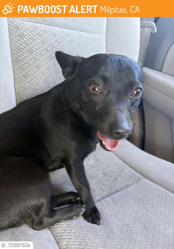 Found/Stray Female Dog last seen Jacklin ave, Escuela parkway, Milpitas, Milpitas, CA 95035