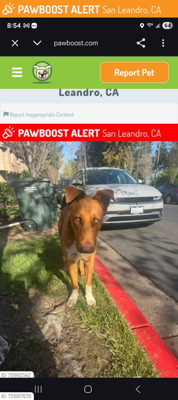 Found/Stray Unknown Dog last seen Douglas and Arthur Ave and neighborhood area , San Leandro, CA 94577