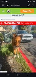 Found/Stray Unknown Dog last seen Douglas and Arthur Ave and neighborhood area , San Leandro, CA 94577