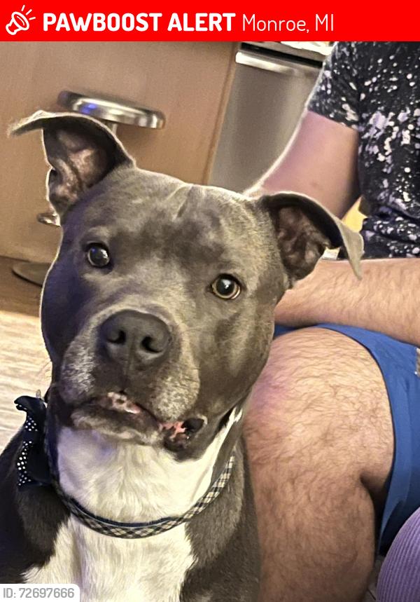 Lost Male Dog last seen Fix and Hurd road, Monroe, MI 48162