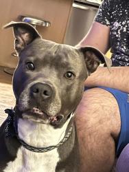 Lost Male Dog last seen Fix and Hurd road, Monroe, MI 48162