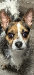 Lost Male Dog last seen Near Frances way, Richardson, TX 75081