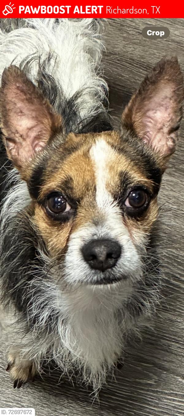 Lost Male Dog last seen Near Frances way, Richardson, TX 75081