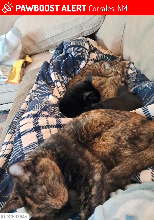 Lost Female Cat last seen Corrales Rd and Camino los Santos , Corrales, NM 87048