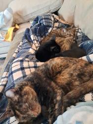 Lost Female Cat last seen Corrales Rd and Camino los Santos , Corrales, NM 87048
