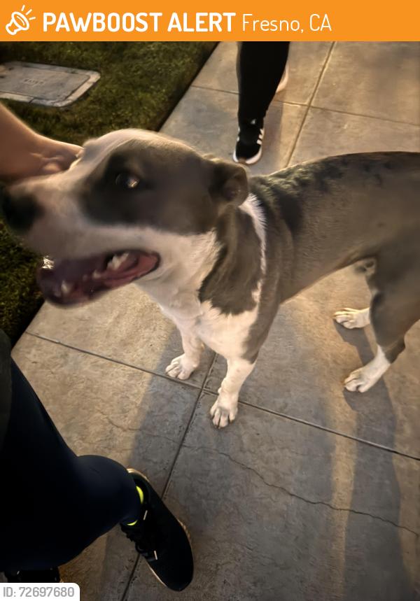Found/Stray Male Dog last seen West & Alluvial, Fresno, CA 93711