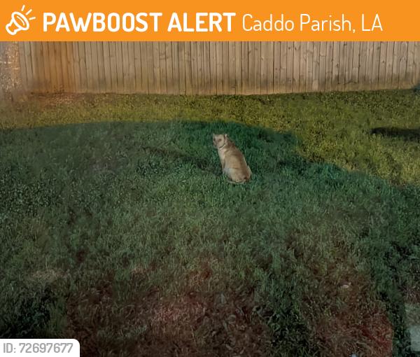 Found/Stray Female Dog last seen Near galilee Baptist Church on colquitt rd, Caddo Parish, LA 71129