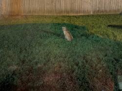 Found/Stray Female Dog last seen Near galilee Baptist Church on colquitt rd, Caddo Parish, LA 71129