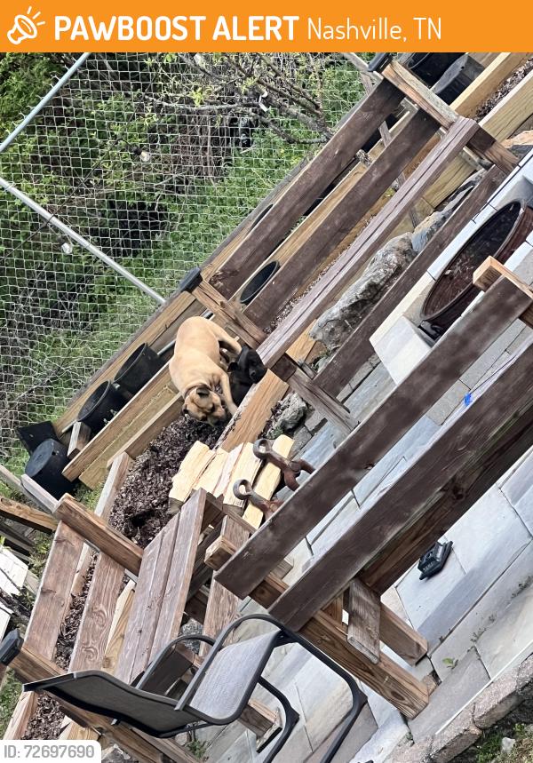 Found/Stray Male Dog last seen Ashland City Highway , Nashville, TN 37218