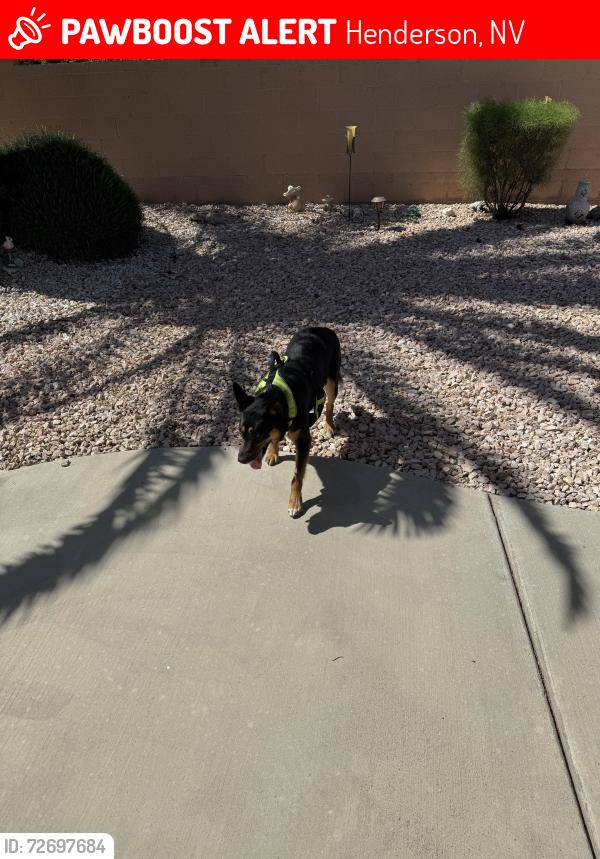 Lost Female Dog last seen Sun City Anthem Pkwy & Eastern , Henderson, NV 89052