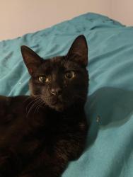 Found/Stray Male Cat last seen Between 10th and 11th st off Alameda, Azusa, CA 91702