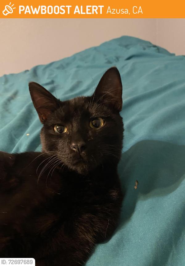 Found/Stray Male Cat last seen Between 10th and 11th st off Alameda, Azusa, CA 91702