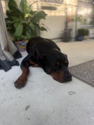 Found/Stray Male Dog last seen Pearl Medow in Liberte Neighborhood, Converse, TX 78109