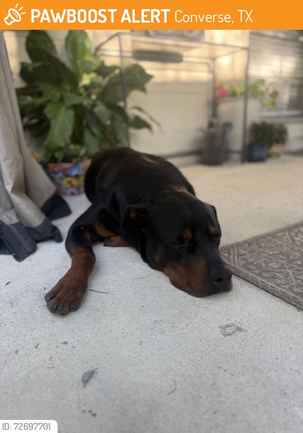 Found/Stray Male Dog last seen Pearl Medow in Liberte Neighborhood, Converse, TX 78109