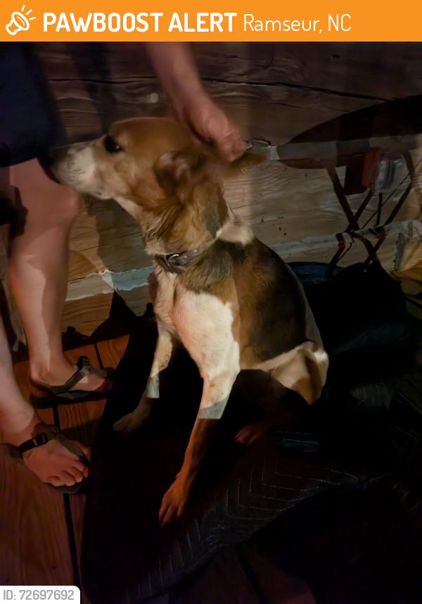 Found/Stray Female Dog last seen Parks Crossroads, Ramseur, NC 27316