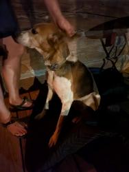 Found/Stray Female Dog last seen Parks Crossroads, Ramseur, NC 27316