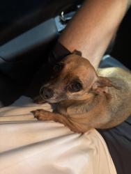 Found/Stray Female Dog last seen Weston medical center apt, West University Place, TX 77005