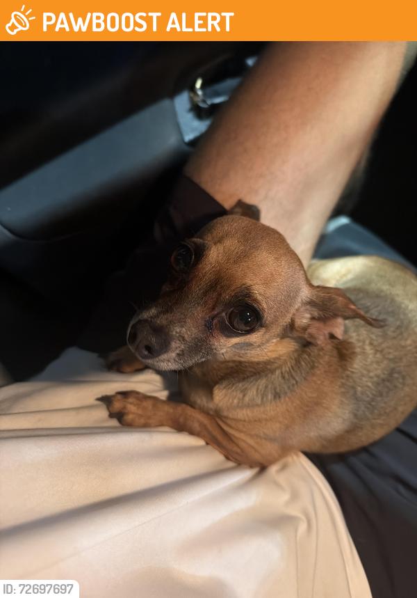 Found/Stray Female Dog last seen Weston medical center apt, West University Place, TX 77005
