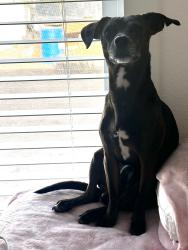 Lost Male Dog last seen 12th st & fillmore, Phoenix, AZ 85006