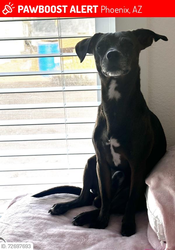 Lost Male Dog last seen 12th st & fillmore, Phoenix, AZ 85006