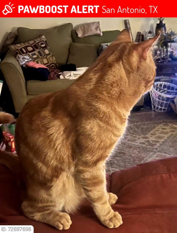 Lost Male Cat last seen Huntsman  Rd, San Antonio, TX 78249