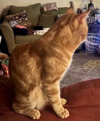 Lost Male Cat last seen Huntsman  Rd, San Antonio, TX 78249