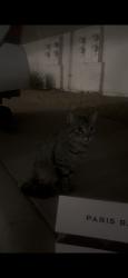 Found/Stray Unknown Cat last seen Scottsdale and Shea, Scottsdale, AZ 85254