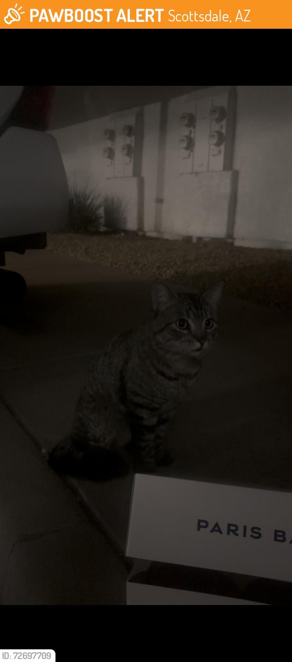 Found/Stray Unknown Cat last seen Scottsdale and Shea, Scottsdale, AZ 85254