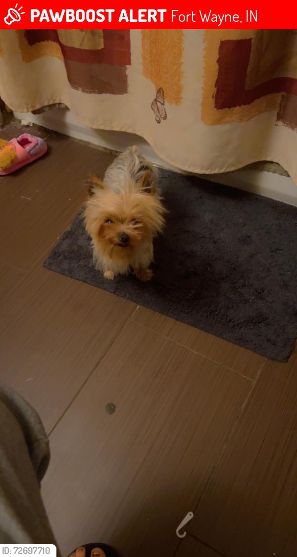 Lost Female Dog last seen Near E Leith St Fort Wayne in , Fort Wayne, IN 46806