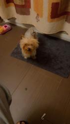 Lost Female Dog last seen Near E Leith St Fort Wayne in , Fort Wayne, IN 46806