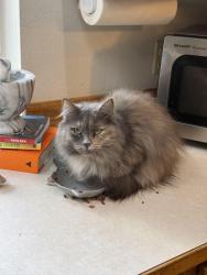 Lost Female Cat last seen E Rusley, Bellingham, WA 98225