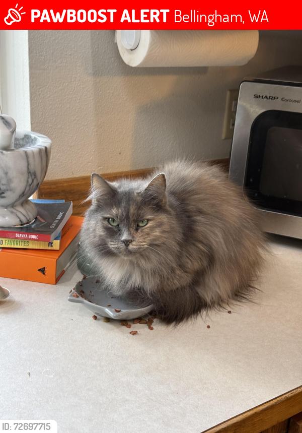 Lost Female Cat last seen E Rusley, Bellingham, WA 98225