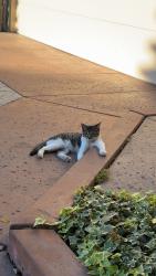 Lost Male Cat last seen Westmont and stonewood court, Los Angeles, CA 90732