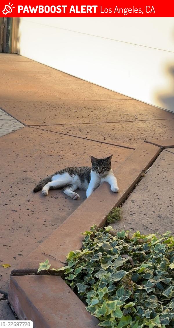 Lost Male Cat last seen Westmont and stonewood court, Los Angeles, CA 90732