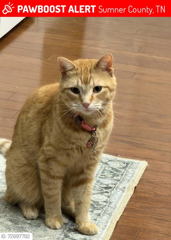 Lost Female Cat last seen Addington Rd in Creekside by Station Camp, Sumner County, TN 37075
